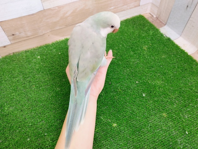 まだヒナ餌食べるよ❤オキナインコのヒナ(アクアブルーパリット)入荷しました❤ オキナインコ