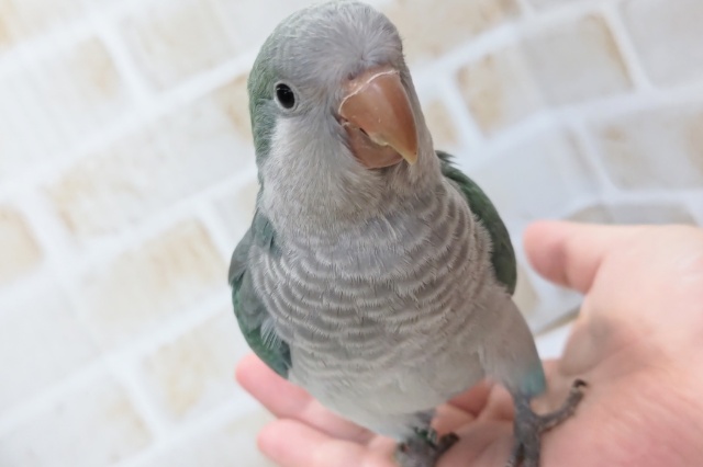 オキナインコ