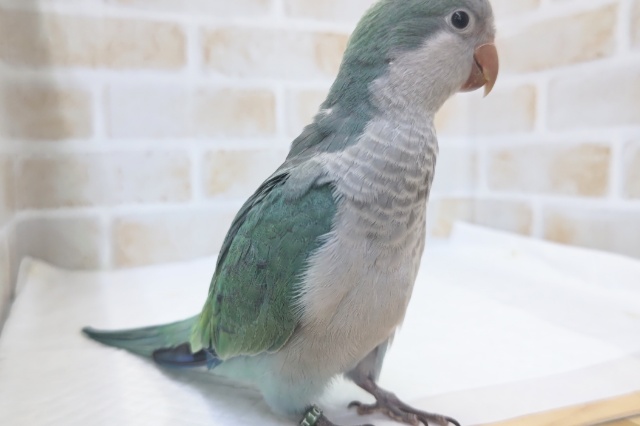 オキナインコ