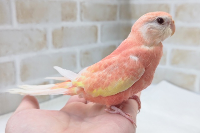 アキクサインコ（秋草インコ）