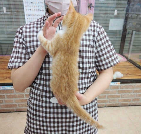 スコティッシュフォールド