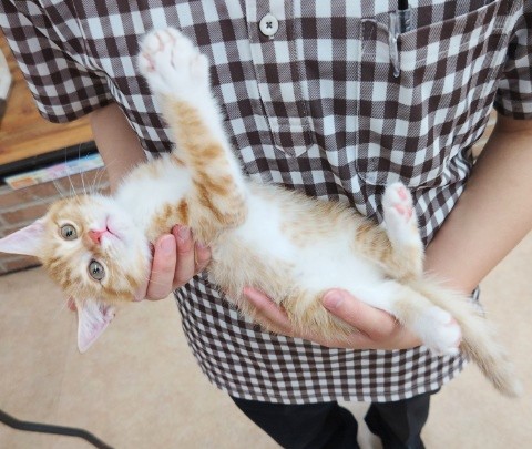 スコティッシュフォールド