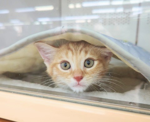 スコティッシュフォールド