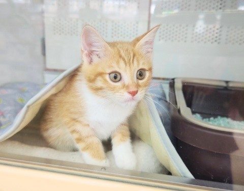 スコティッシュフォールド