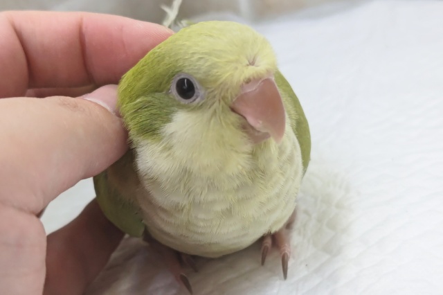 オキナインコ