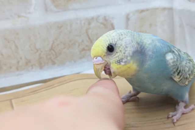 セキセイインコ