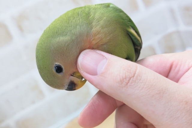 コザクラインコ（小桜インコ）