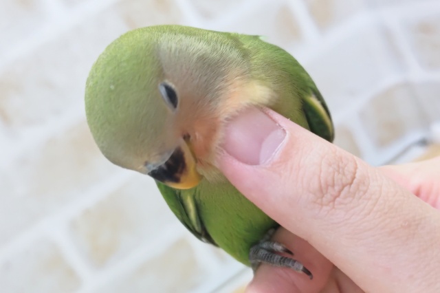 コザクラインコ（小桜インコ）
