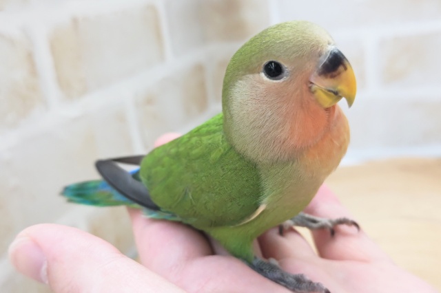 コザクラインコ（小桜インコ）