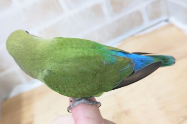 コザクラインコ（小桜インコ）