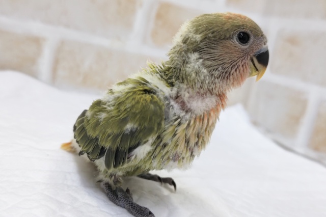 コザクラインコ（小桜インコ）