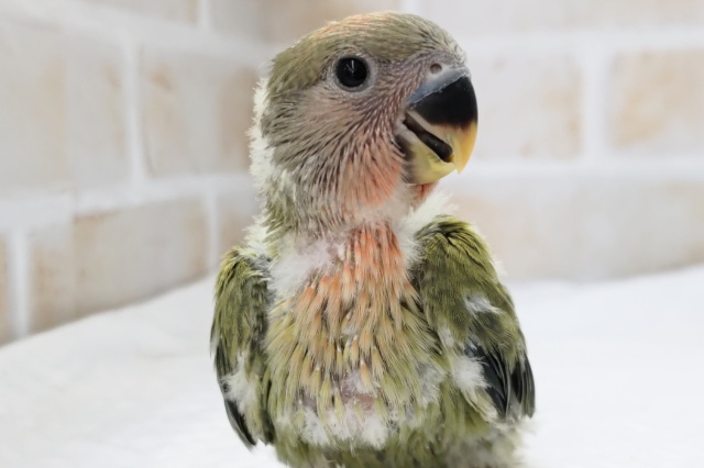 コザクラインコ（小桜インコ）