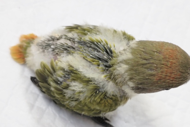 コザクラインコ（小桜インコ）