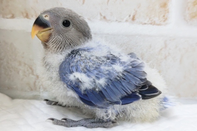 コザクラインコ（小桜インコ）