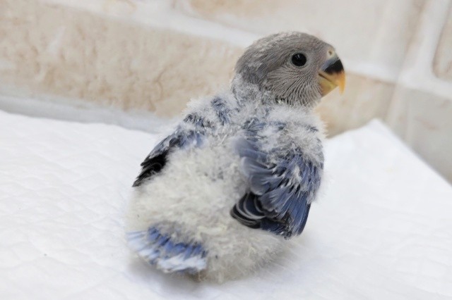 コザクラインコ（小桜インコ）