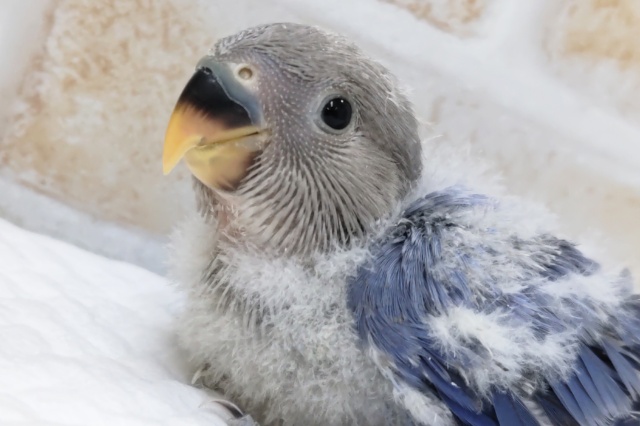 コザクラインコ（小桜インコ）