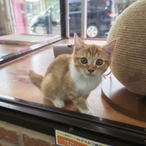 スコティッシュフォールド