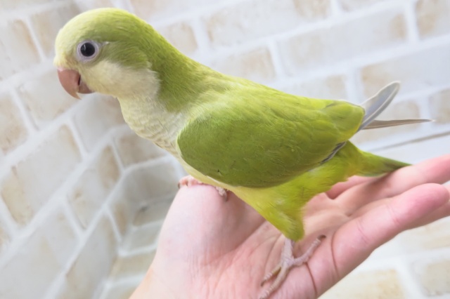 オキナインコ