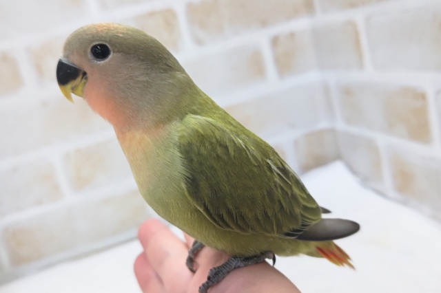 コザクラインコ（小桜インコ）