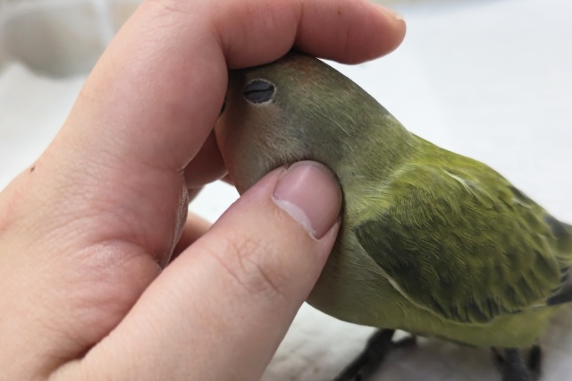 コザクラインコ（小桜インコ）