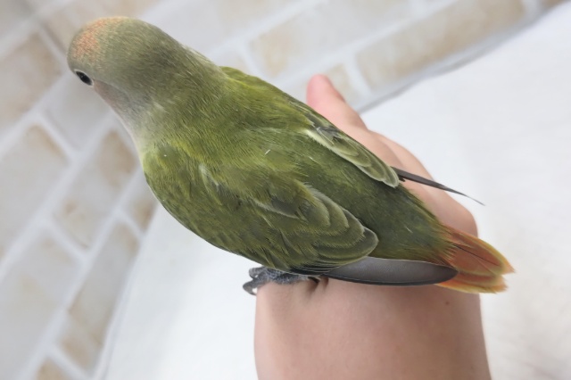 コザクラインコ（小桜インコ）