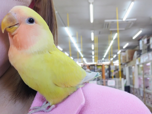 コザクラインコ（小桜インコ）