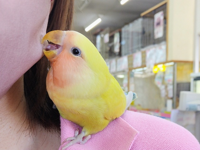 コザクラインコ（小桜インコ）