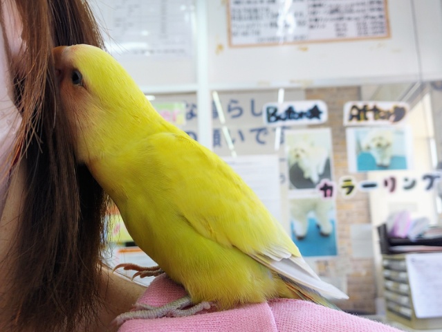 コザクラインコ（小桜インコ）