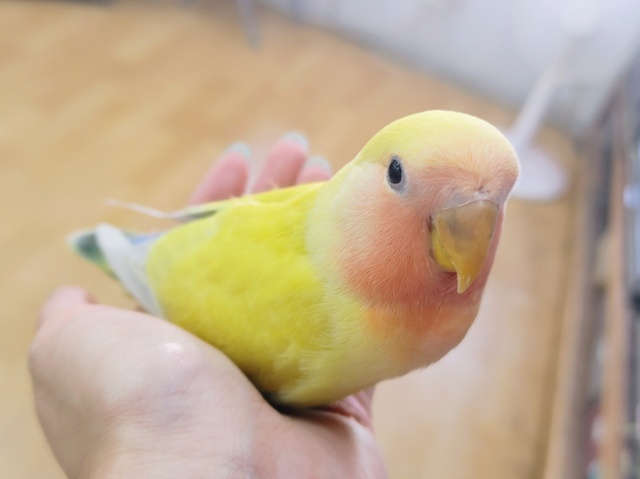 コザクラインコ（小桜インコ）