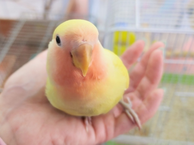コザクラインコ（小桜インコ）