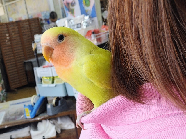 コザクラインコ（小桜インコ）