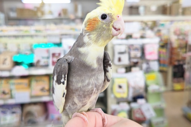 オカメインコ