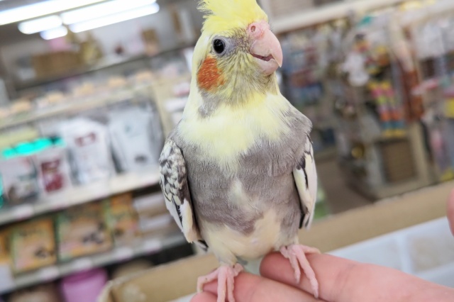 オカメインコ