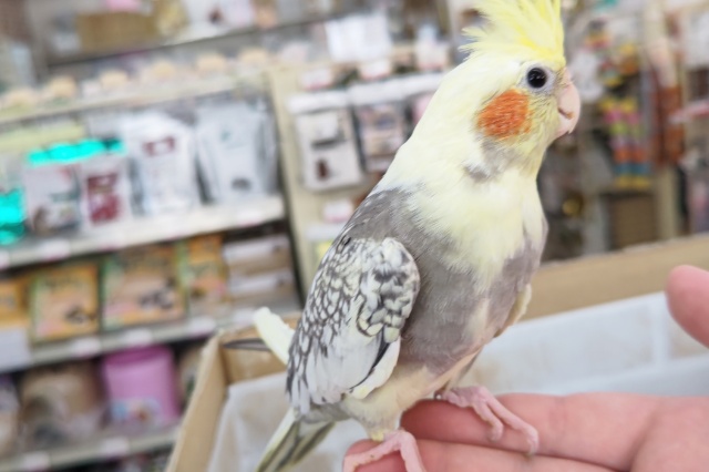 オカメインコ