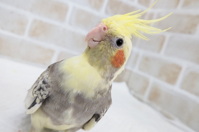 オカメインコ
