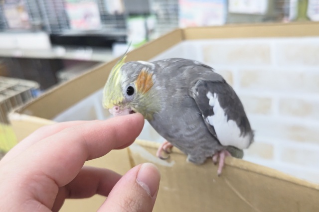 オカメインコ