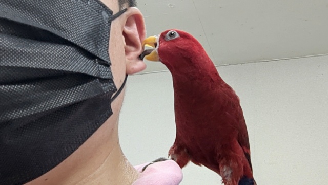 ヒインコ