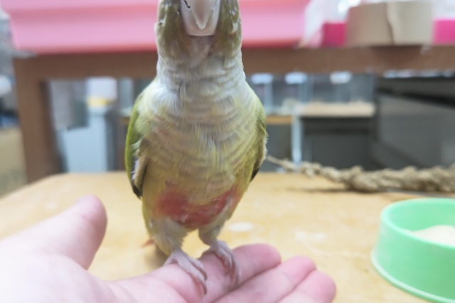 ホオミドリウロコインコ