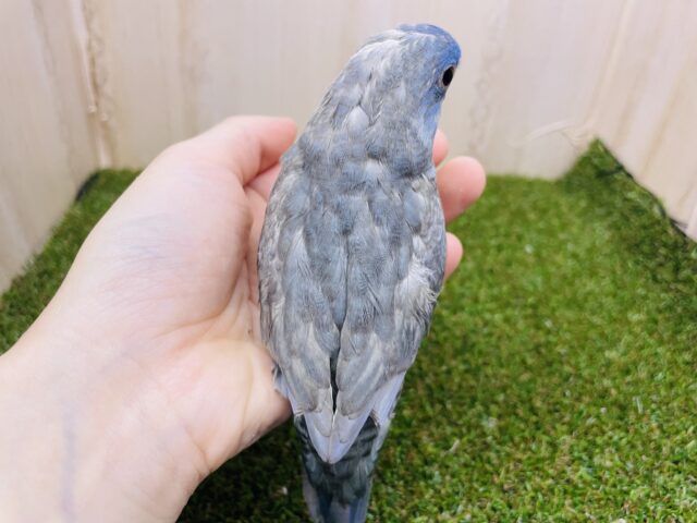 サザナミインコ