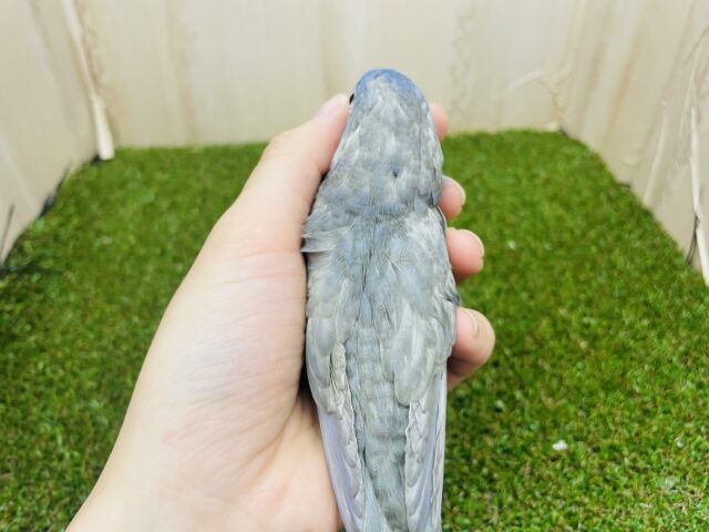 サザナミインコ