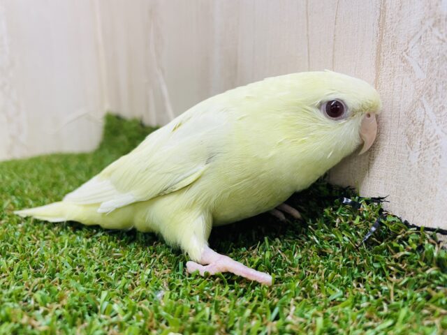 最新画像になりますよ‼️クリーミーなマイペースさん? サザナミインコ クリームルチノー サザナミインコ
