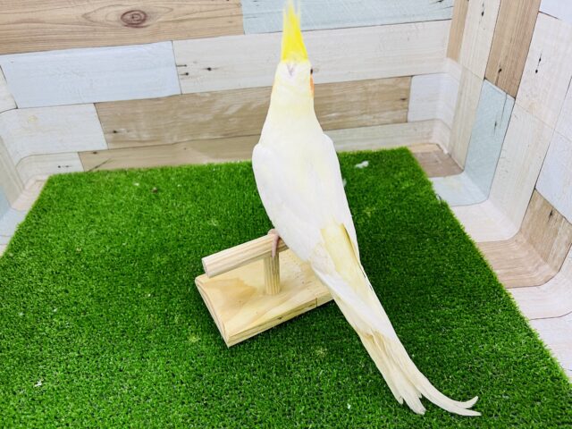 オカメインコ