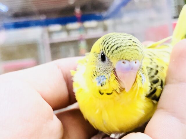 セキセイインコ