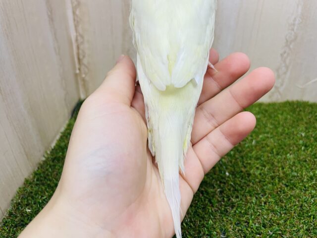 ジャンボセキセイインコ