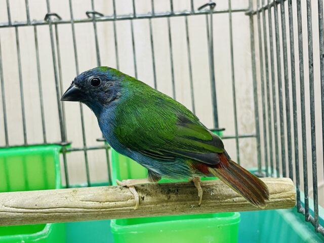 チモールセイコウチョウ