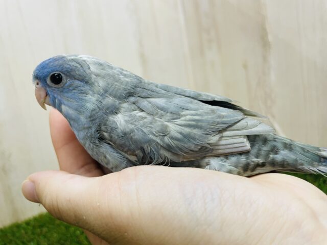 サザナミインコ