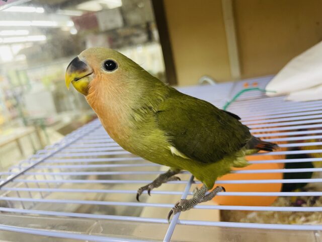 コザクラインコ（小桜インコ）