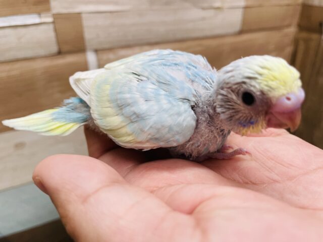 セキセイインコ