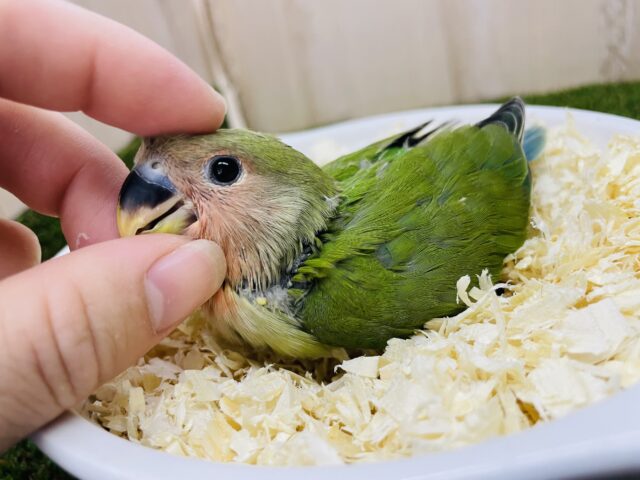 コザクラインコ（小桜インコ）