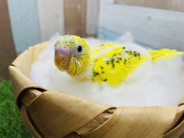 セキセイインコ